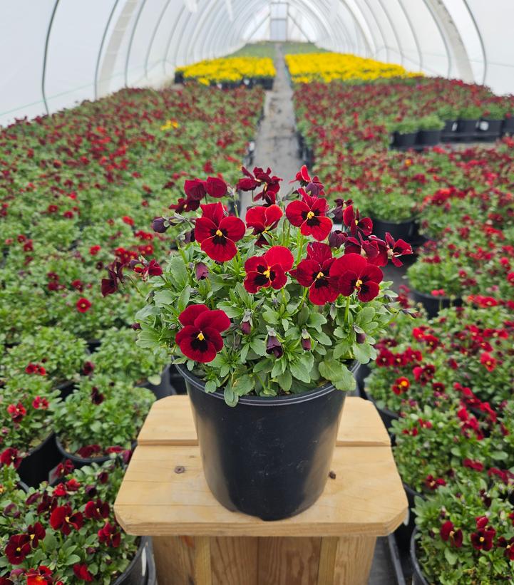 Red Blotch Pansy
