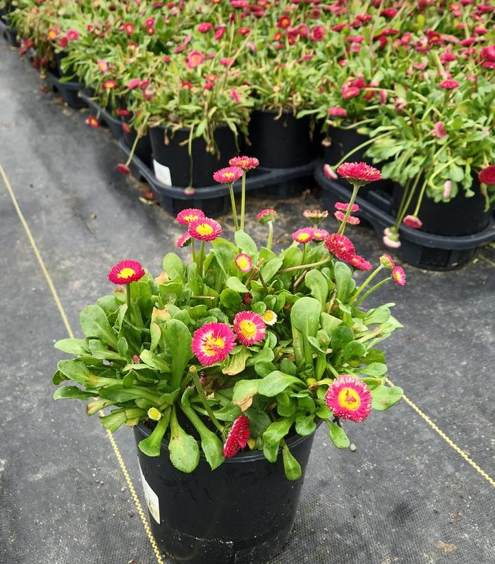 Bellissima™ Red English Daisy