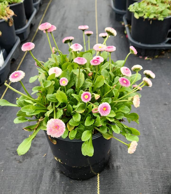 Bellissima™ Rose English Daisy