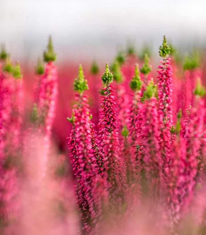 Beauty Ladies® Scarlet Heather