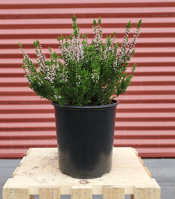 Calluna vulgaris Beauty Ladies® Magda