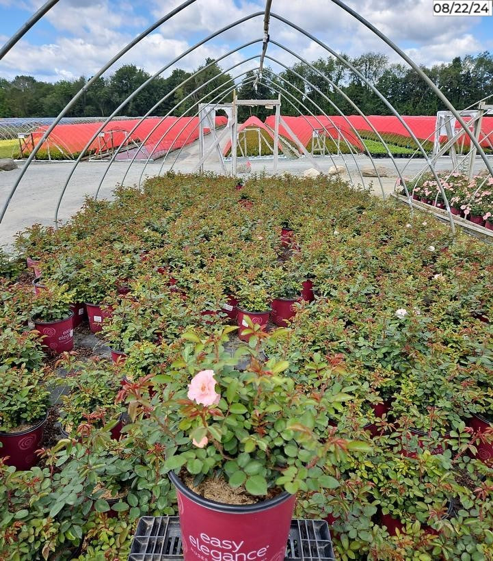 Calypso Shrub Rose in garden pot