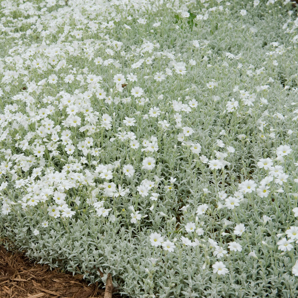 Cerastium tomentosum 'YoYo'
