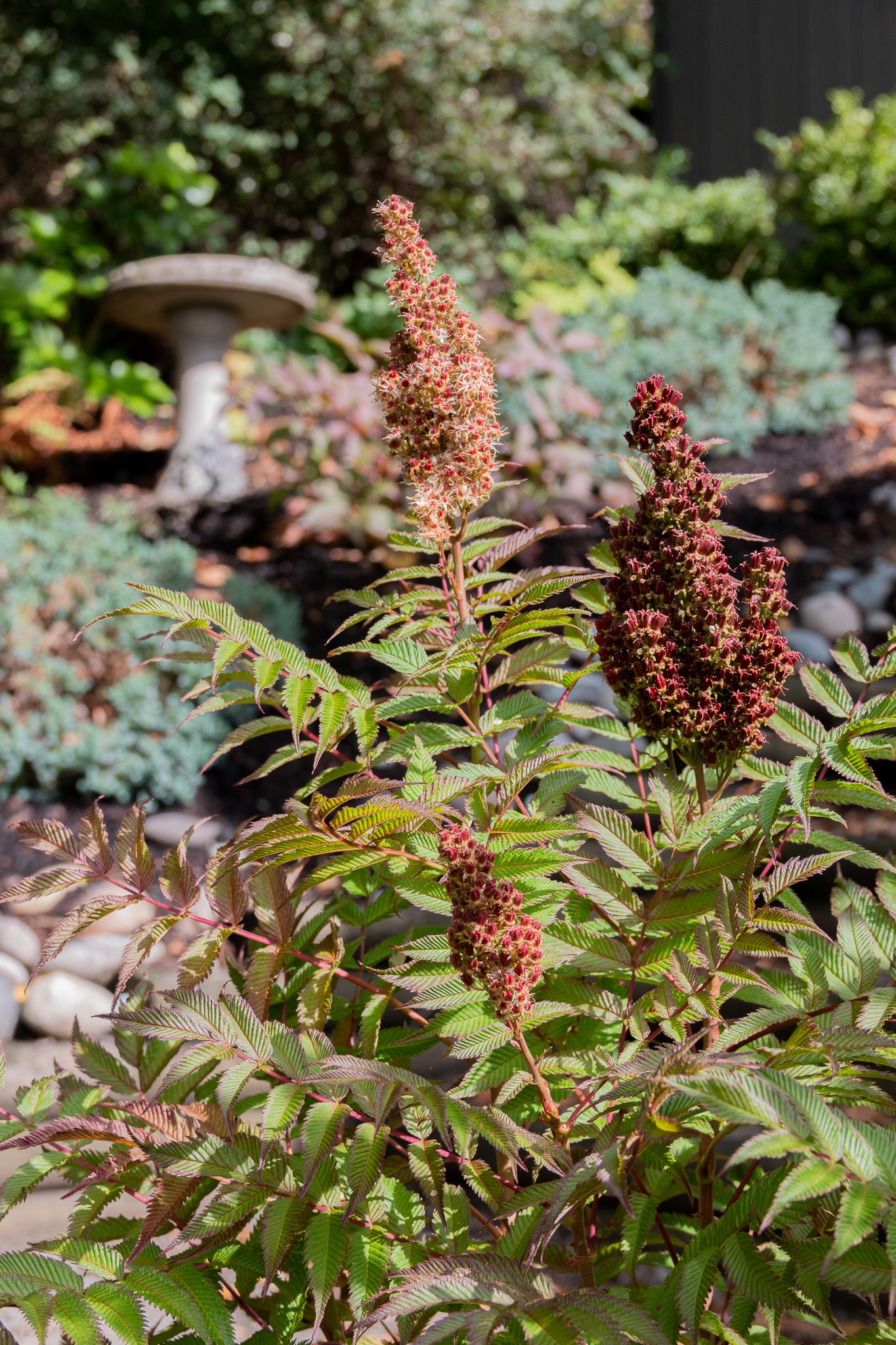 Cherry on Top™ Sorbaria flowering in the garden