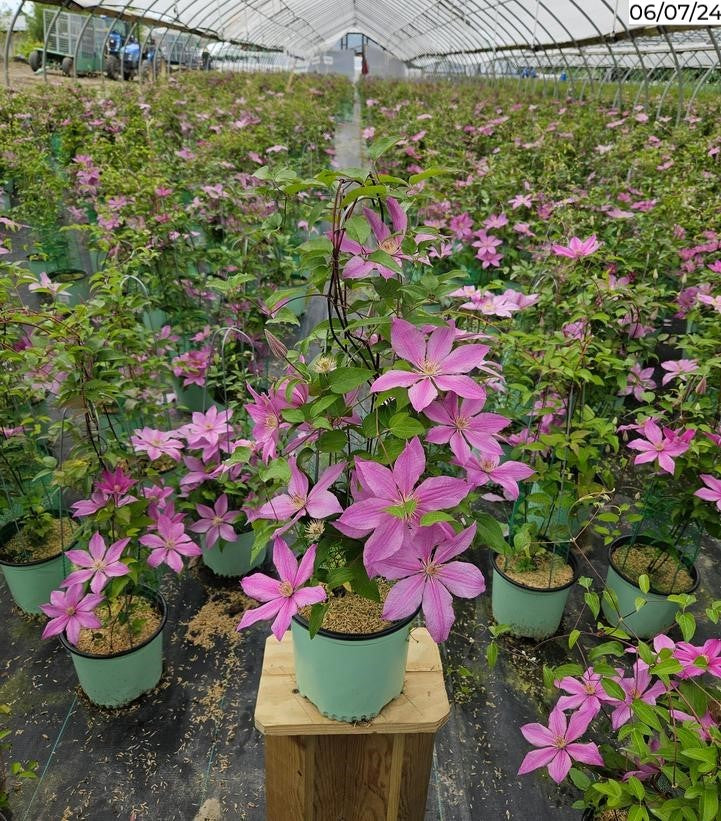 Clematis Sally™
