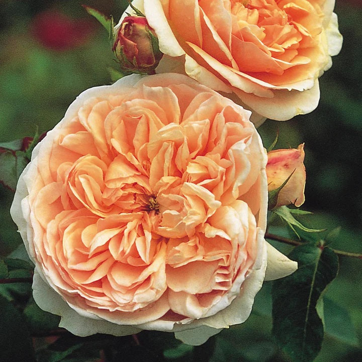 Close-up image of two English Shrub Roses with soft apricot blooms and green foliage.