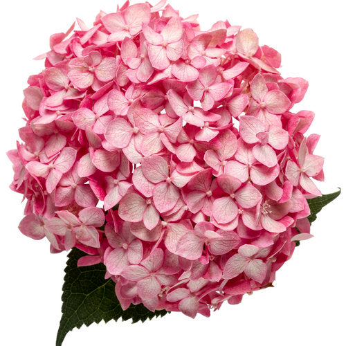 Close-up of a pink hydrangea flower on a white background
