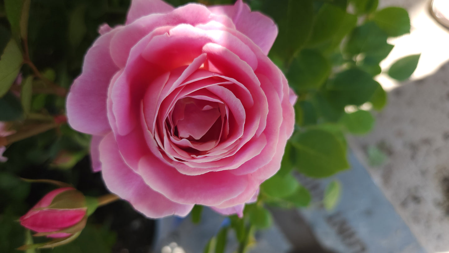 Close-up of a pink rose with green leaves in the background