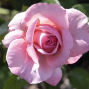Close-up of a pink rose with green leaves