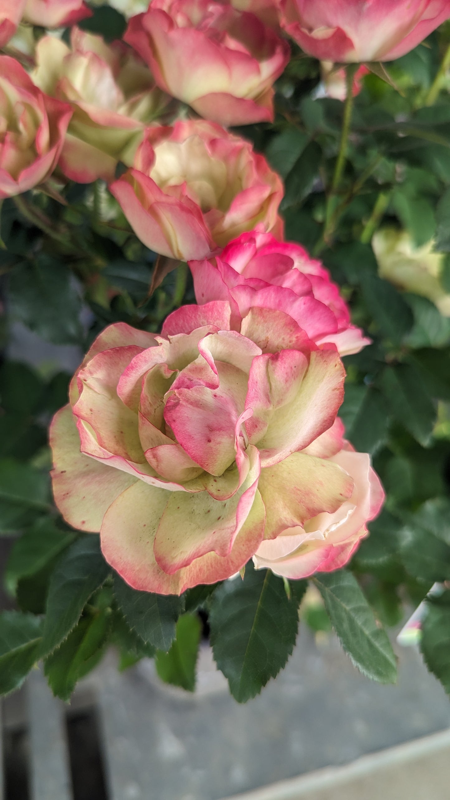 Close-up of pink and green flowers with leaves in the background