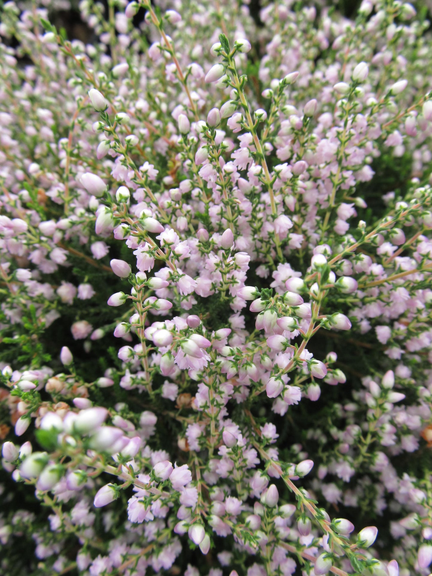 Close-up of pink flowering shrub with green foliage in the background, possibly a County Wicklow Heather.