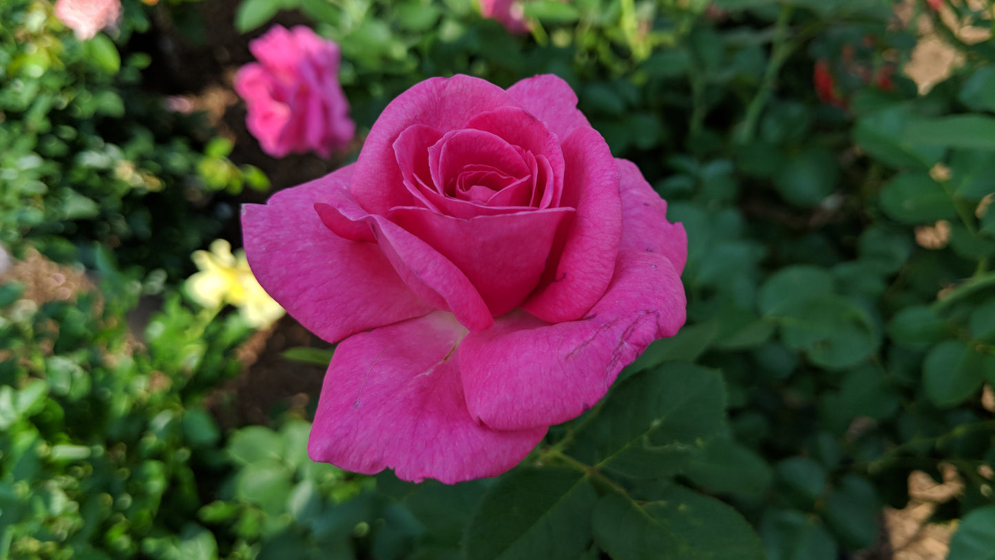Close-up of a pink rose with green leaves in the background