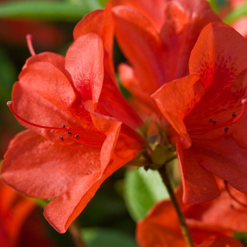 Close-up of reddish with a hint of orange single blooms of the Autumn Bravo Reblooming Azalea.