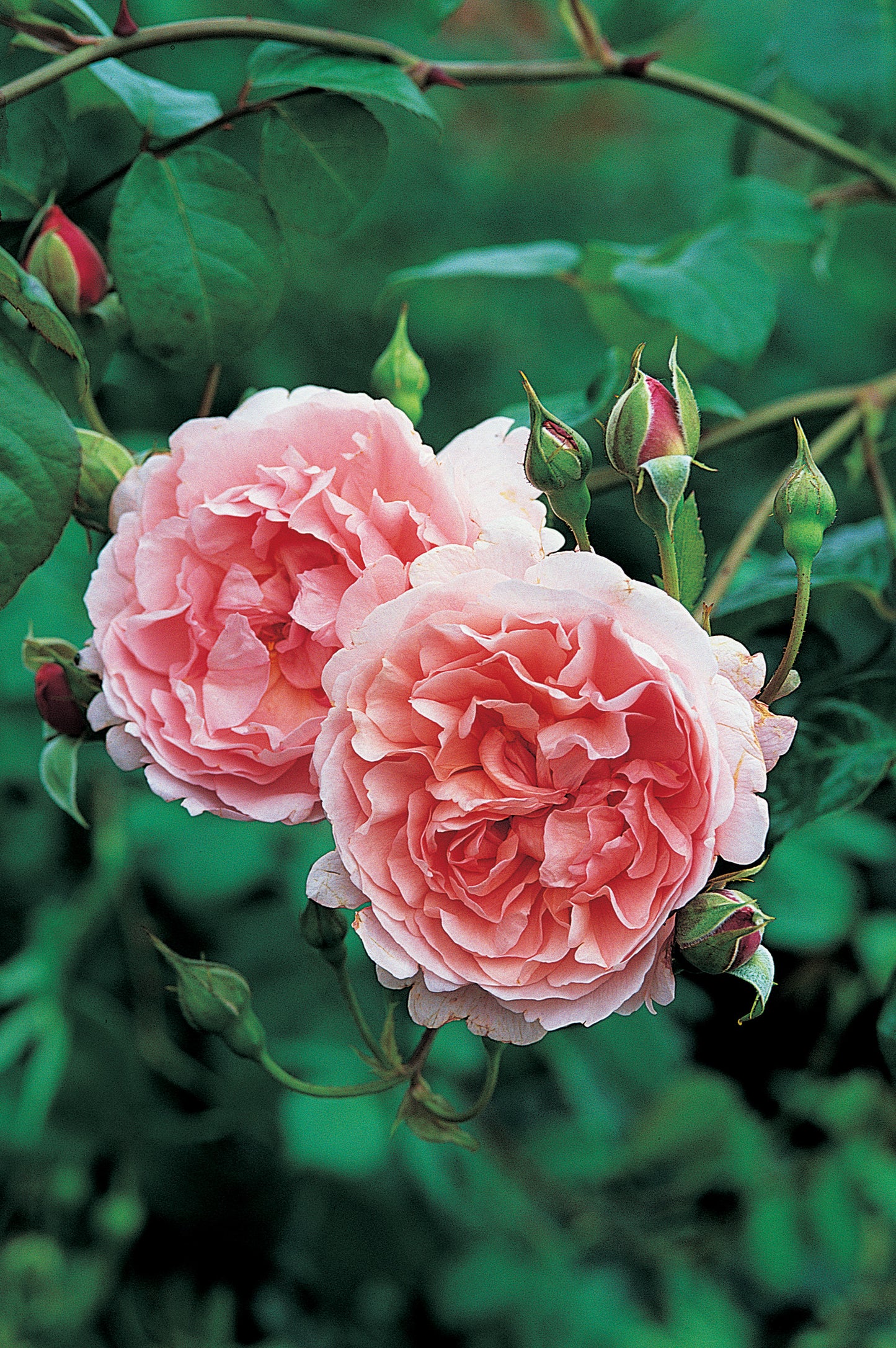 Close‑up of Strawberry Hill rose pink flowers and green foliage