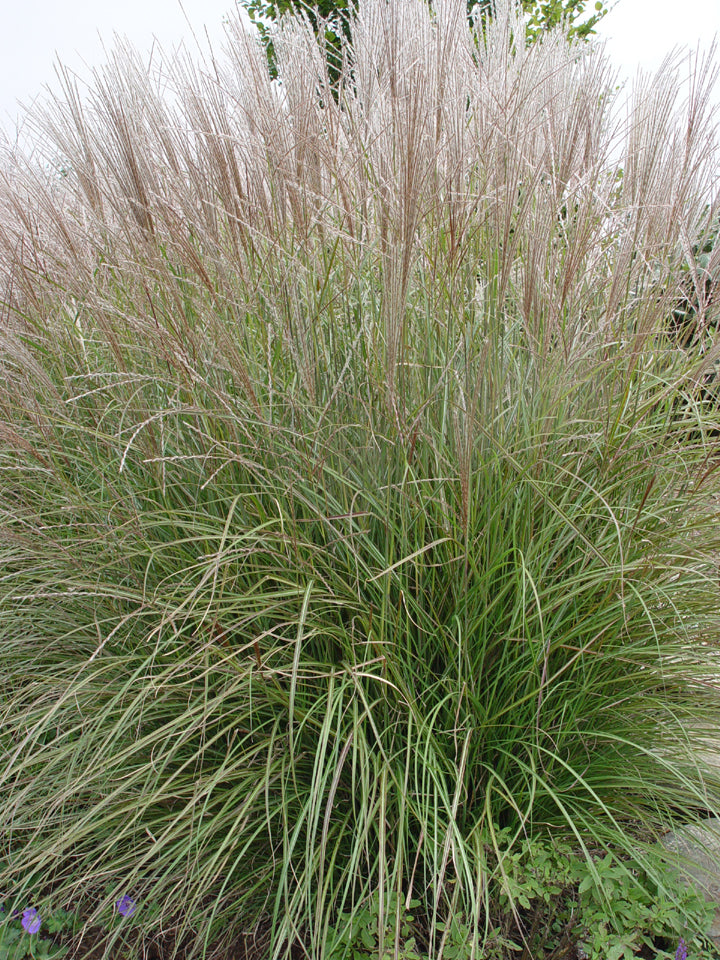 Clump of dwarf maiden grass with fine textured foliage, showing pink flowers in August.