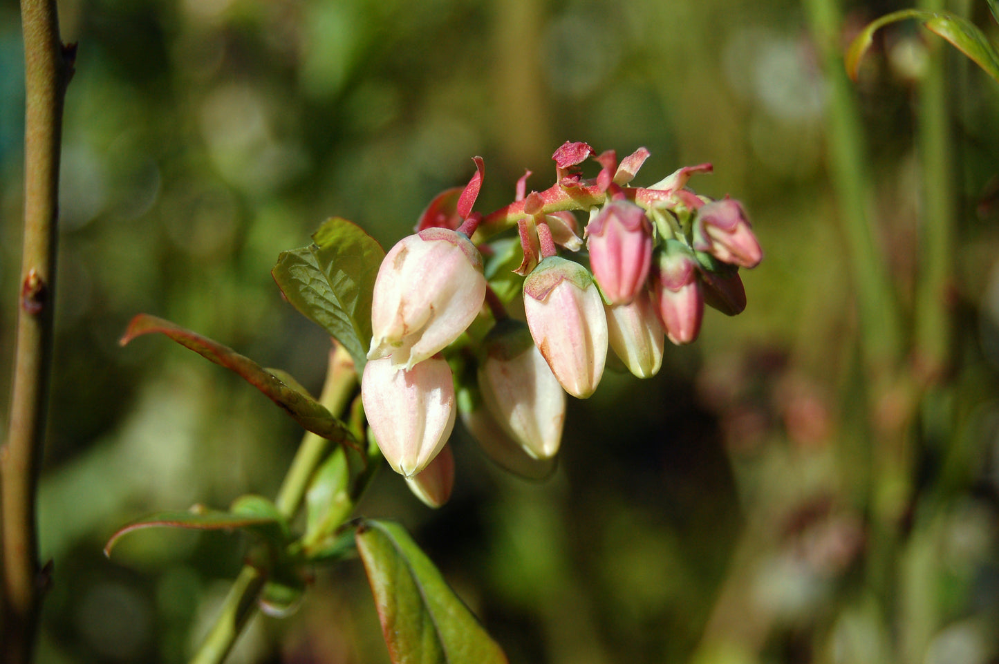 Cluster of blue-shaded leaves on a plant, likely blueberries or a related plant, with green stems and red accents.