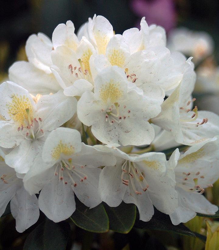 Cluster of white rhododendron flowers with yellow centers, surrounded by green foliage.
