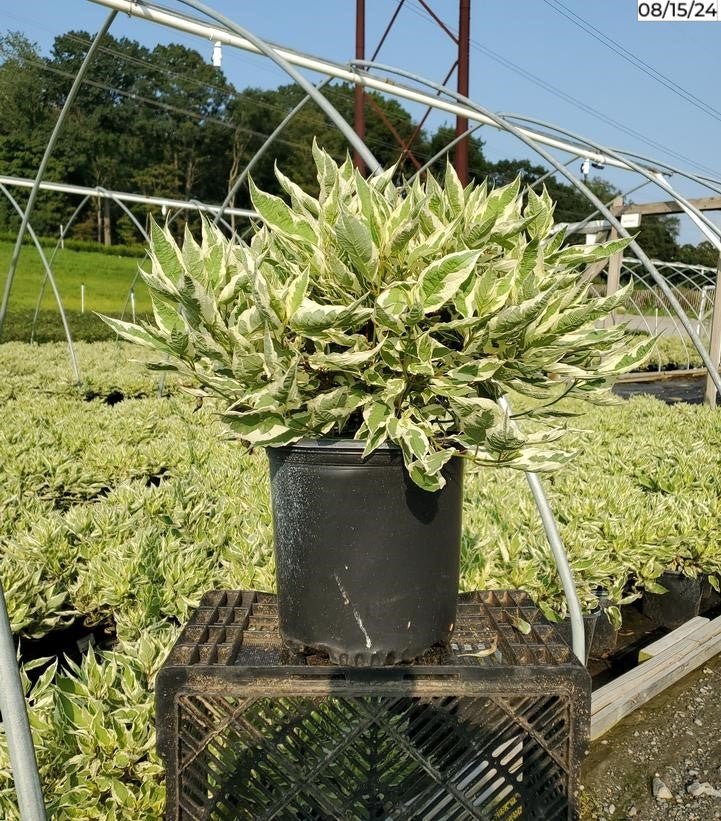 Cornus alba Ivory Halo®