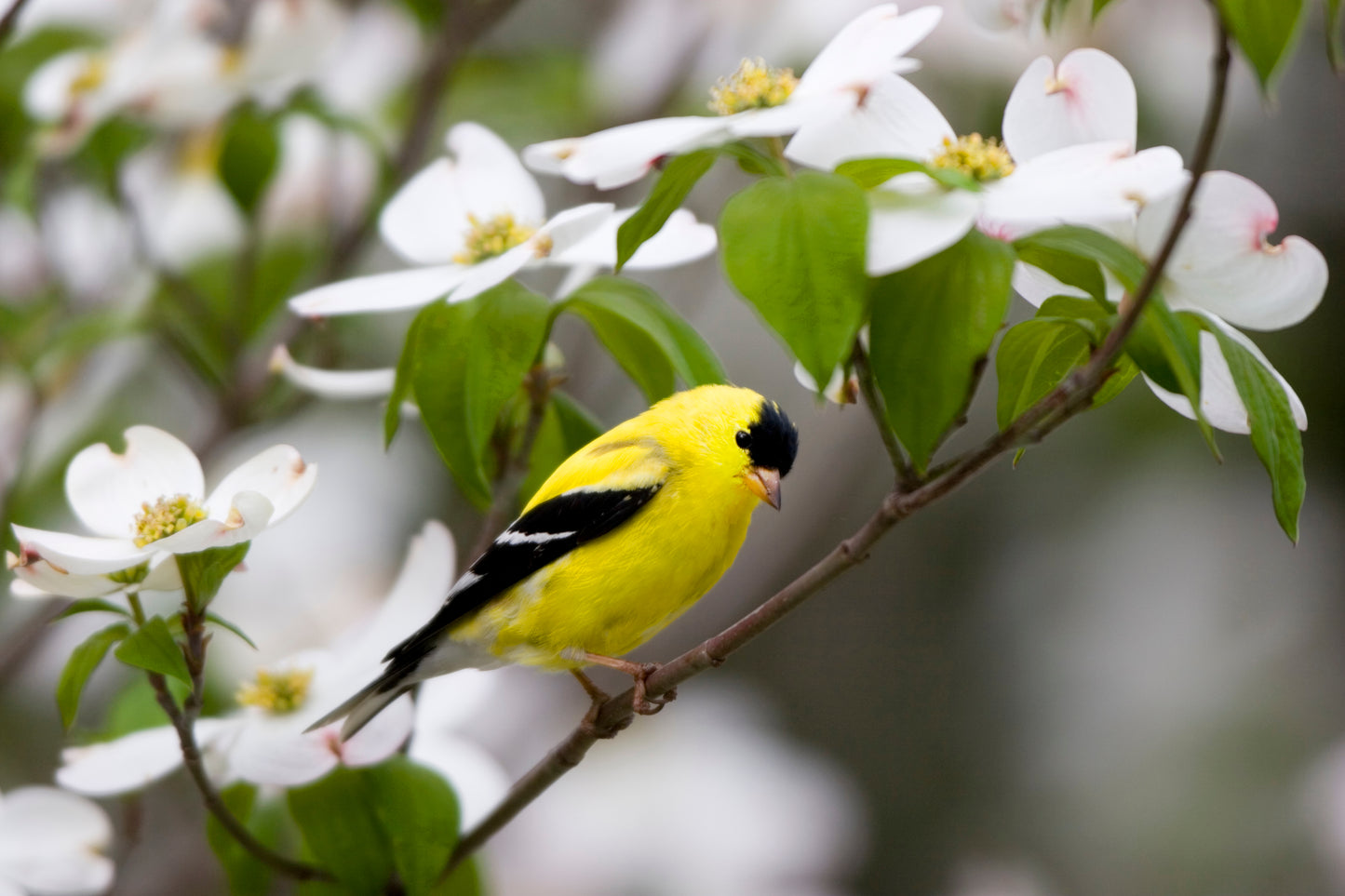 Cornus florida