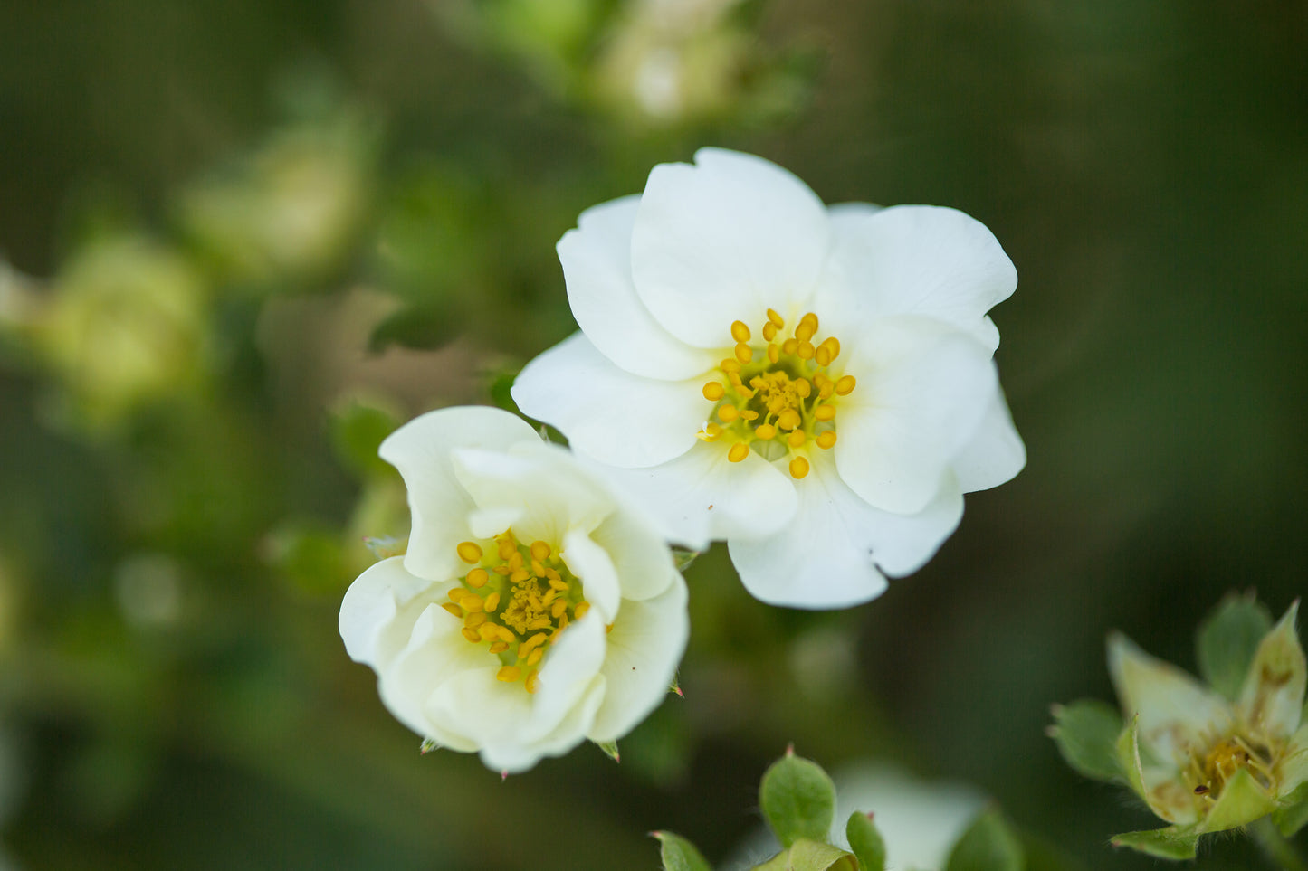 Creme Brulee™ Potentilla flower close up