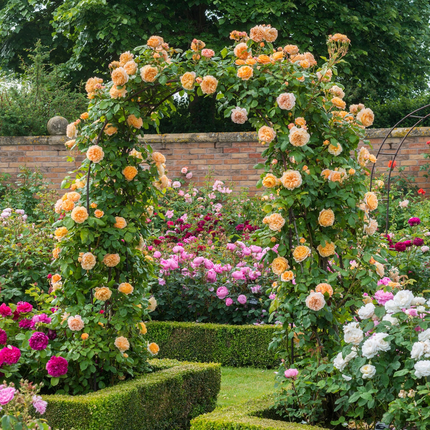 Floral archway in a garden with various colored flowers