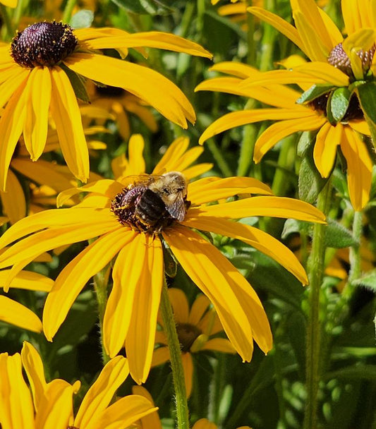 Black Eyed Susan