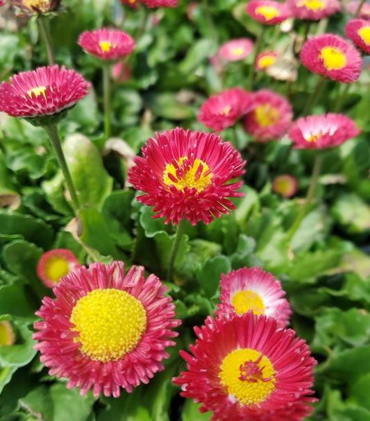 Bellissima™ Red English Daisy