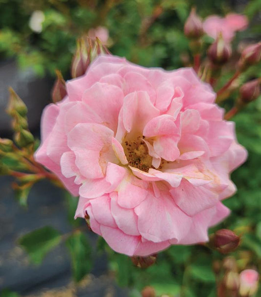 Blushing Drift® Rose
