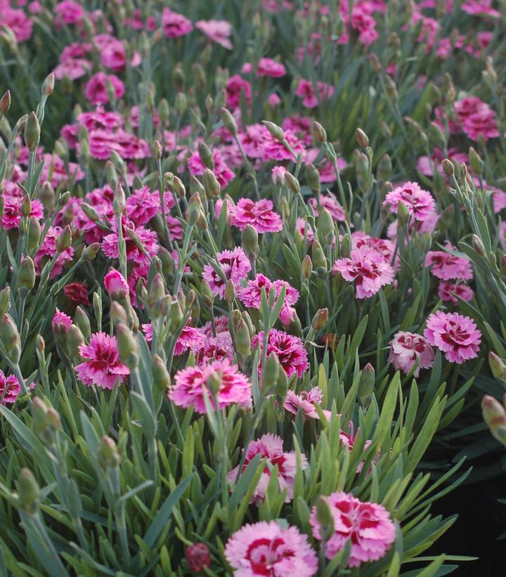 Everlast™ Lavender Eye Pink