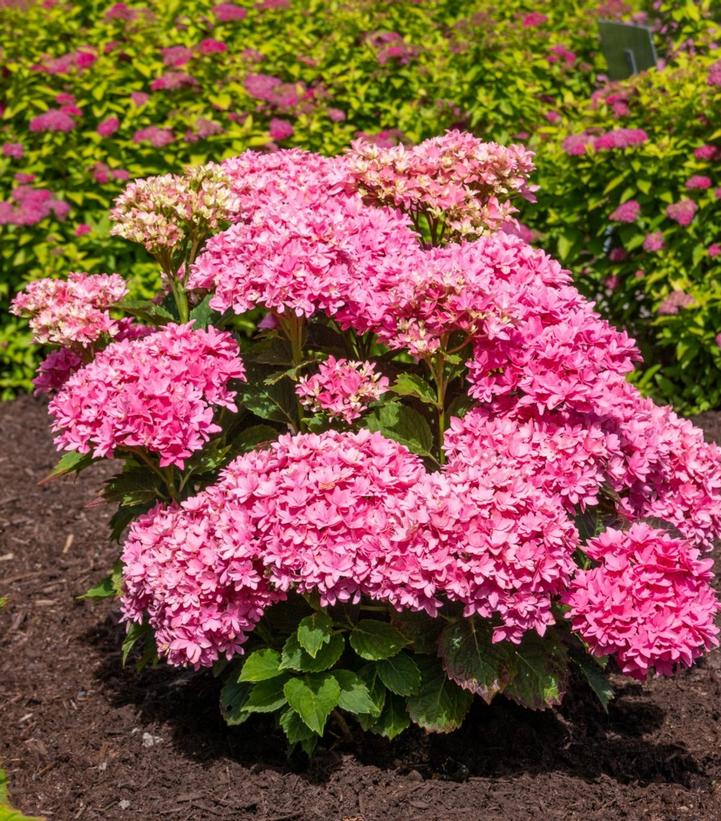 Starfield Bigleaf Hydrangea