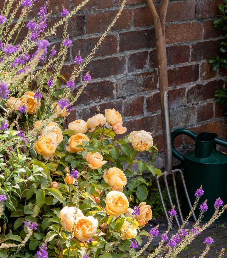 Dannahue™ English Shrub Rose