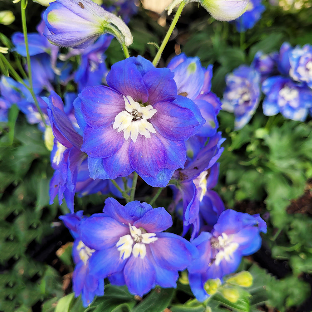 Delphinium 'Cobalt Dreams'