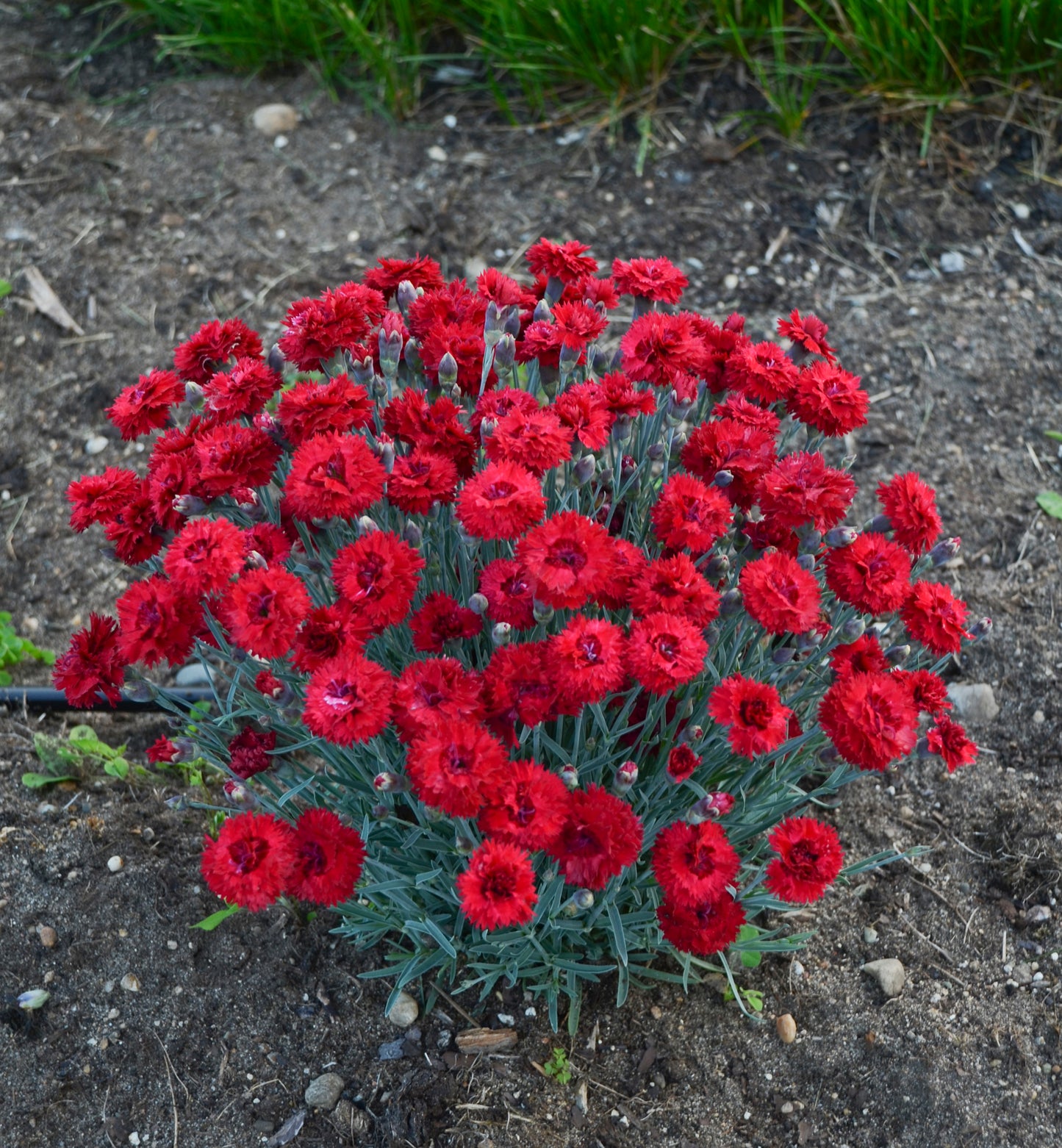 Dianthus hybird Fruit Punch® Maraschino