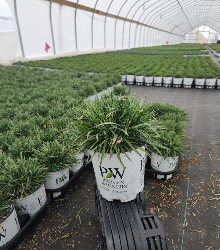 Dianthus hybrid Fruit Punch® Cranberry Cocktail