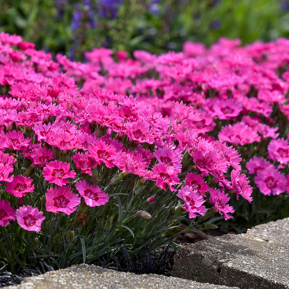 Dianthus hybrid Paint the Town Fancy
