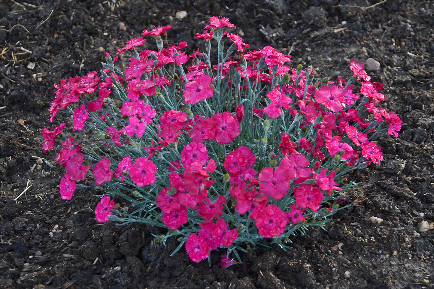 Dianthus hybrid Paint the Town Magenta