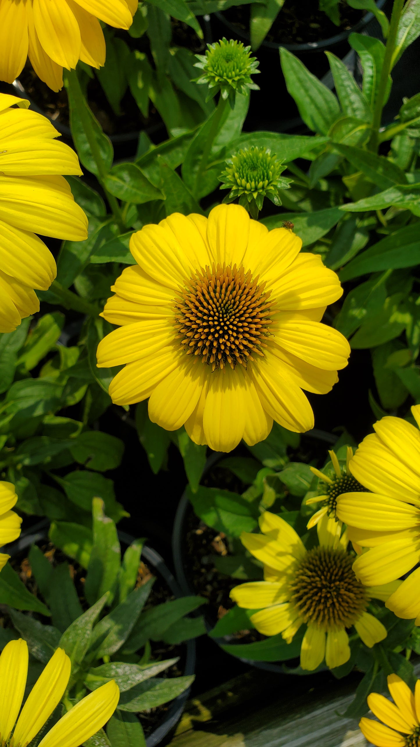 Echinacea Sombrero® Lemon Yellow Improved