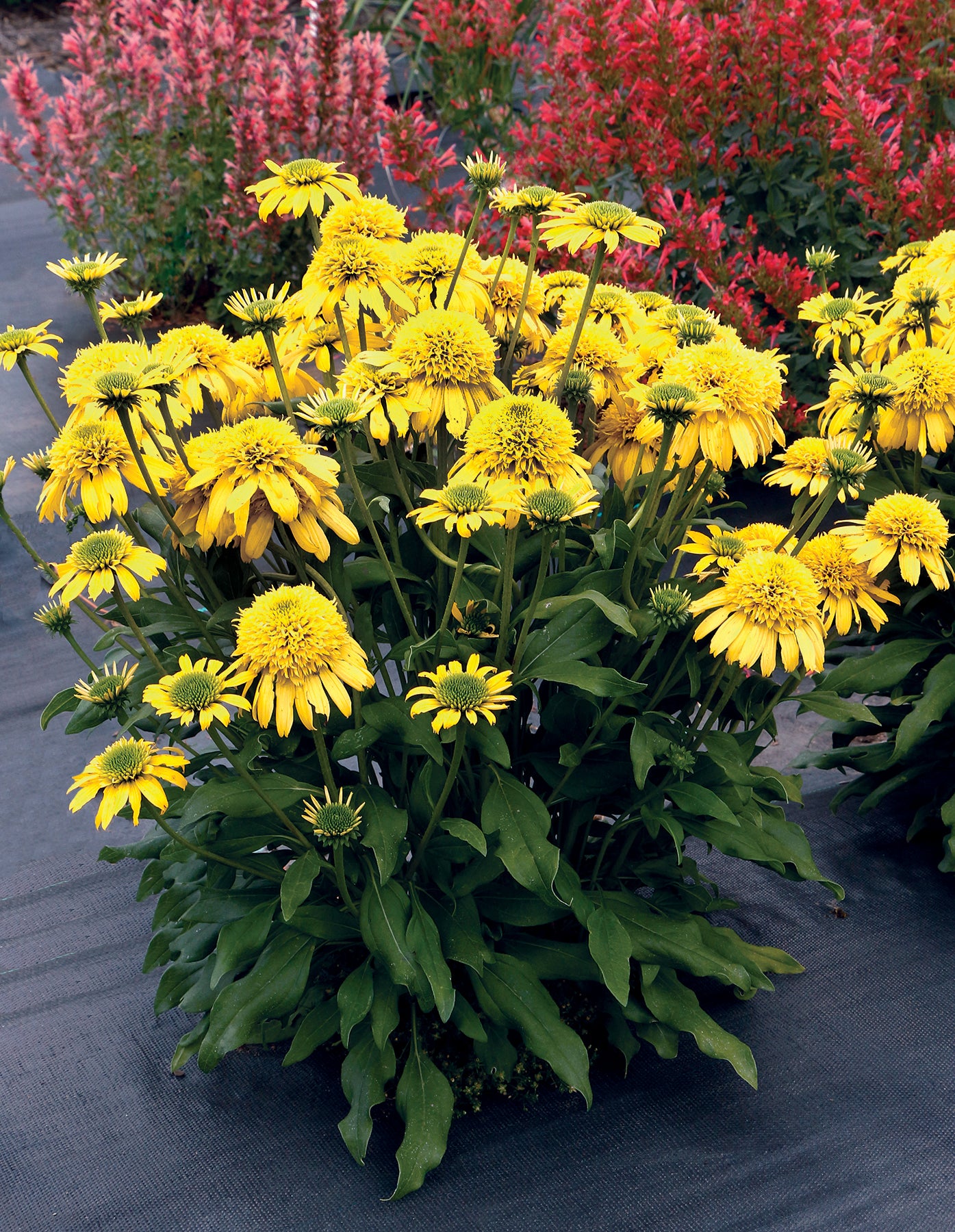 Lemon Coneflower