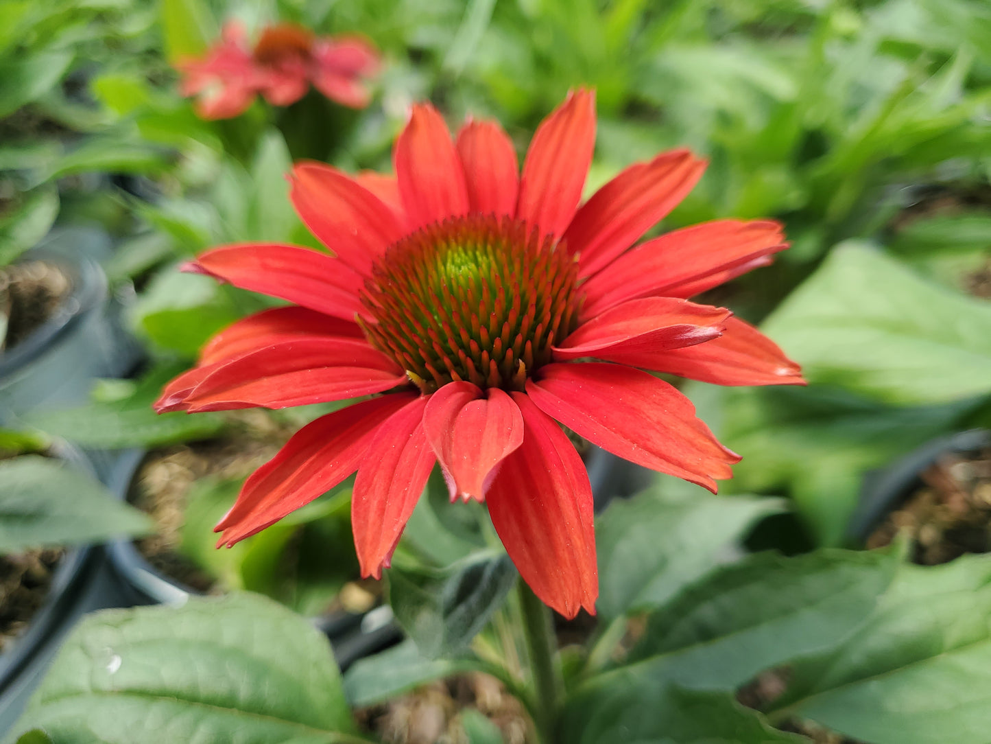 Echinacea hybrid Color Coded™ 'Frankly Scarlet'