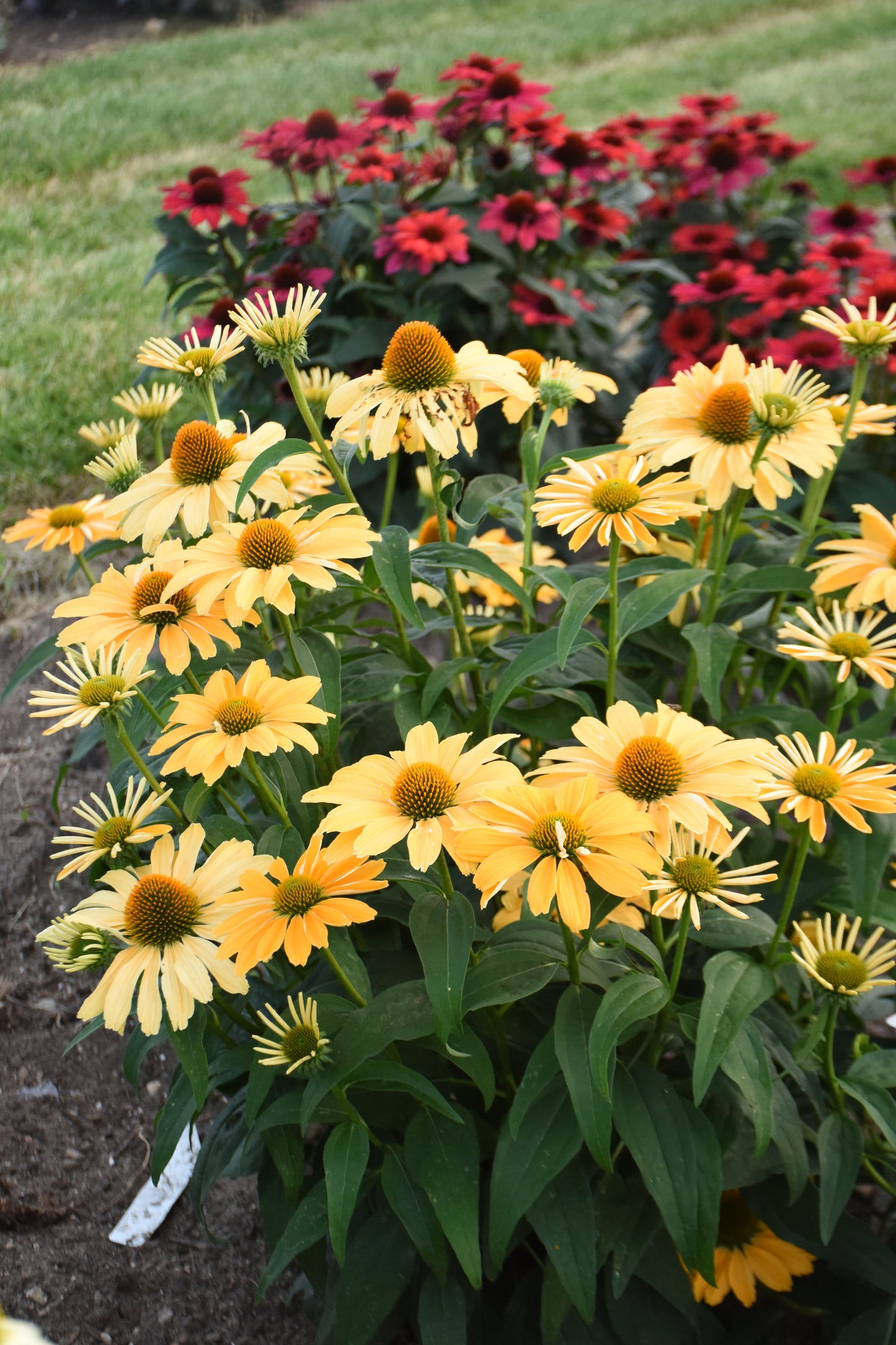 Echinacea hybrid Color Coded® 'One in a Melon'