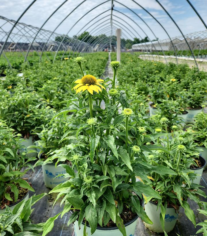 Echinacea purpurea Mellow Yellows