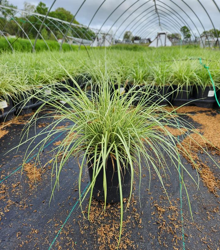 Evergold Japanese sedge plant in container showing variegated yellow and green leaves