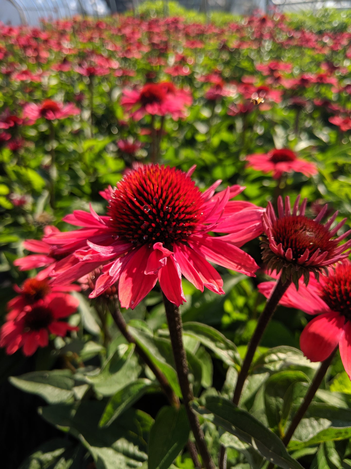 Field of pink Echinacea ( Coneflower ) plants with green foliage.