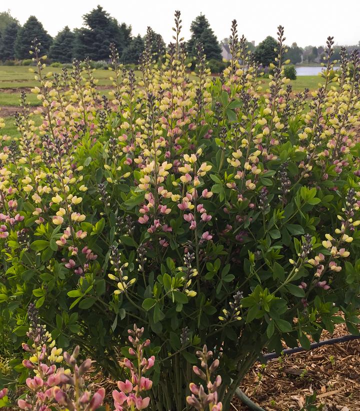 Field of pink and white flowers with green foliage in the foreground
