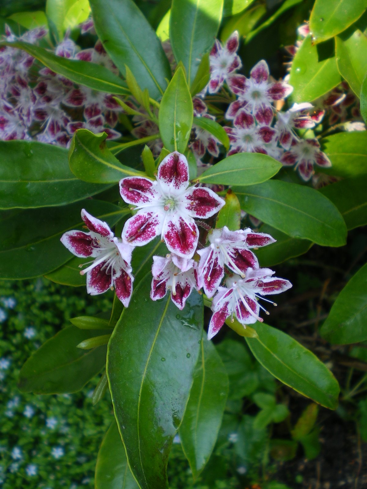 Floral arrangement with red and white flowers and green leaves