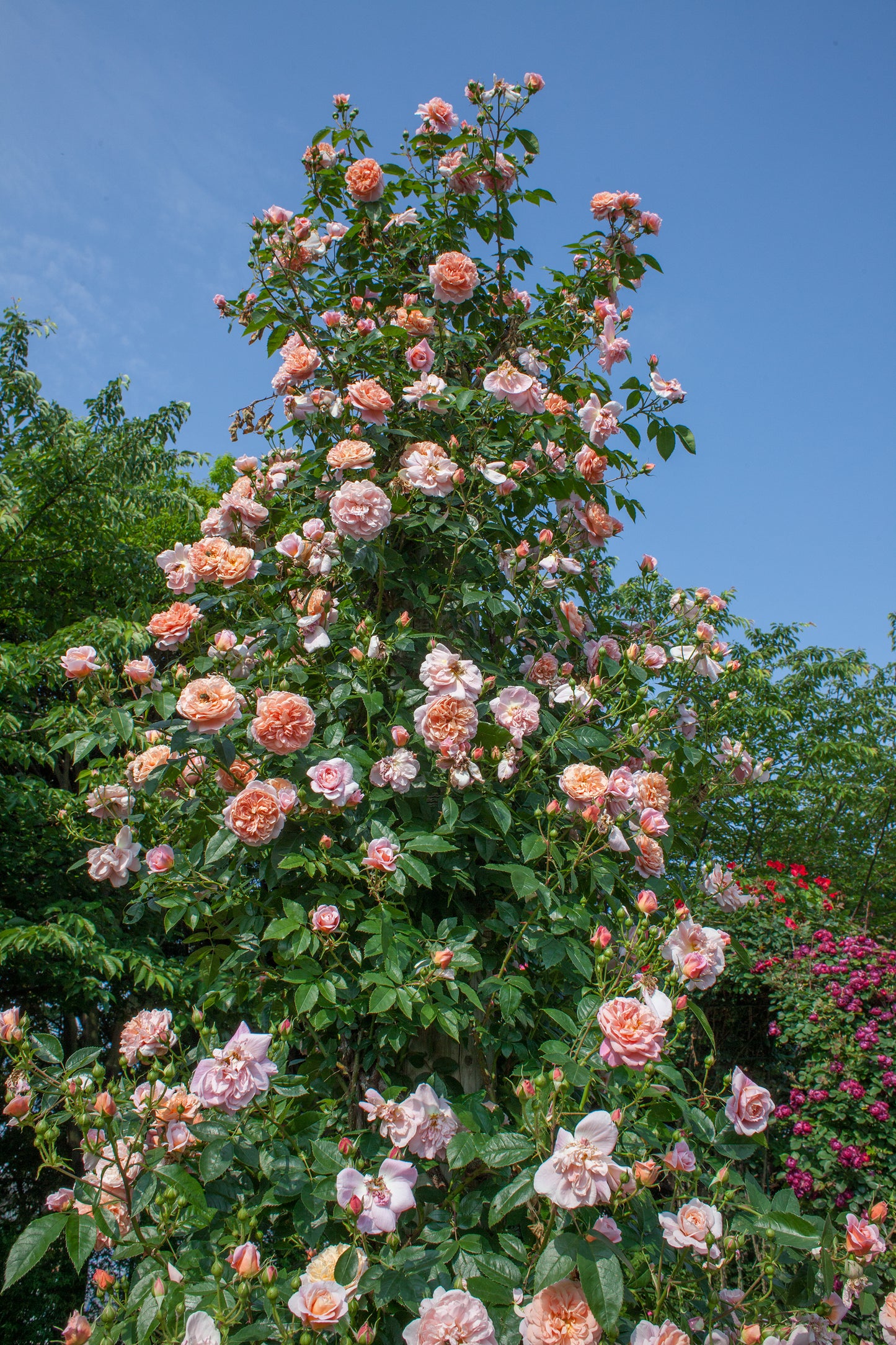 Floral bush with pink flowers against a blue sky
