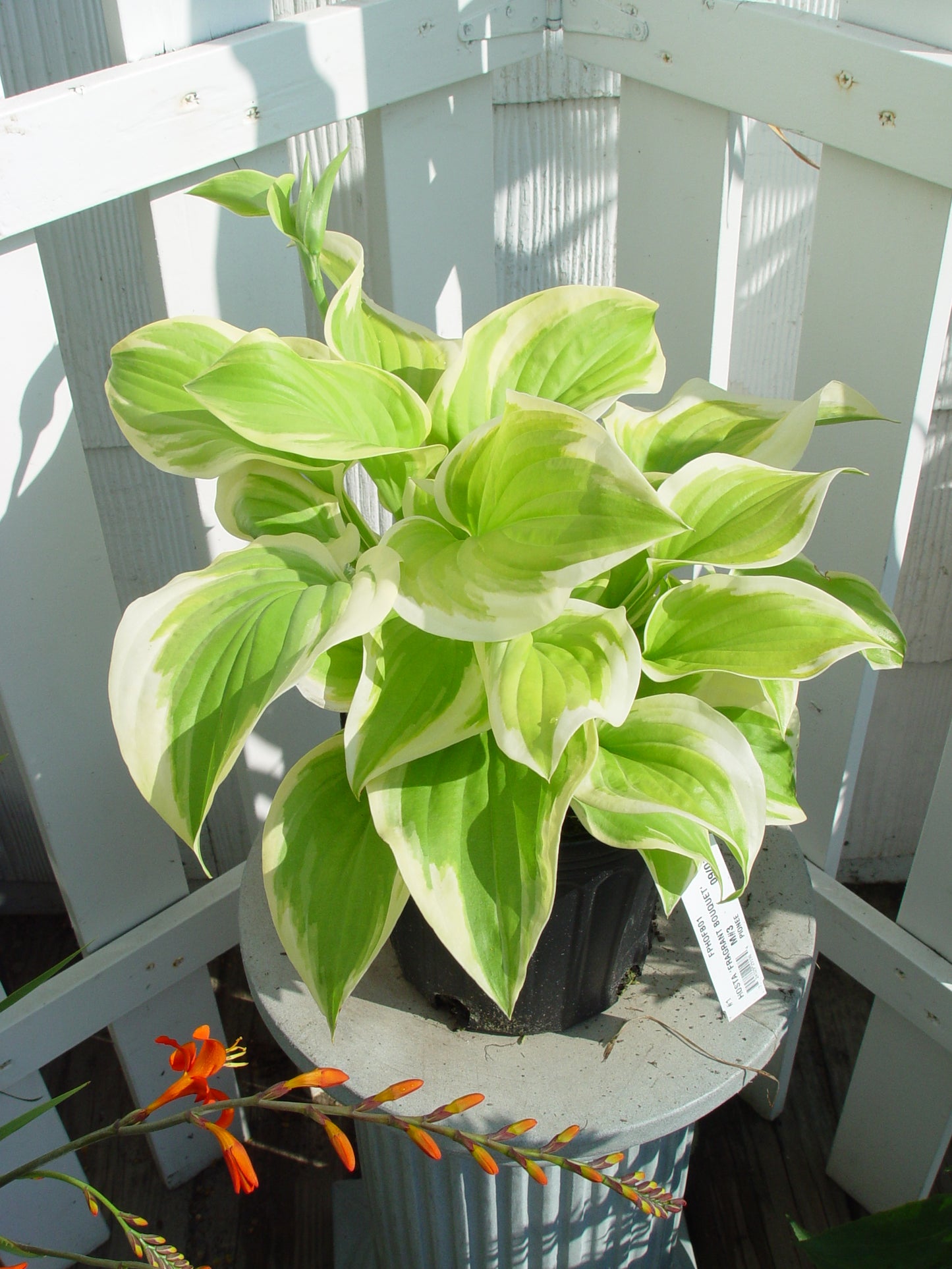 Fragrant Bouquet Hosta in outdoor garden