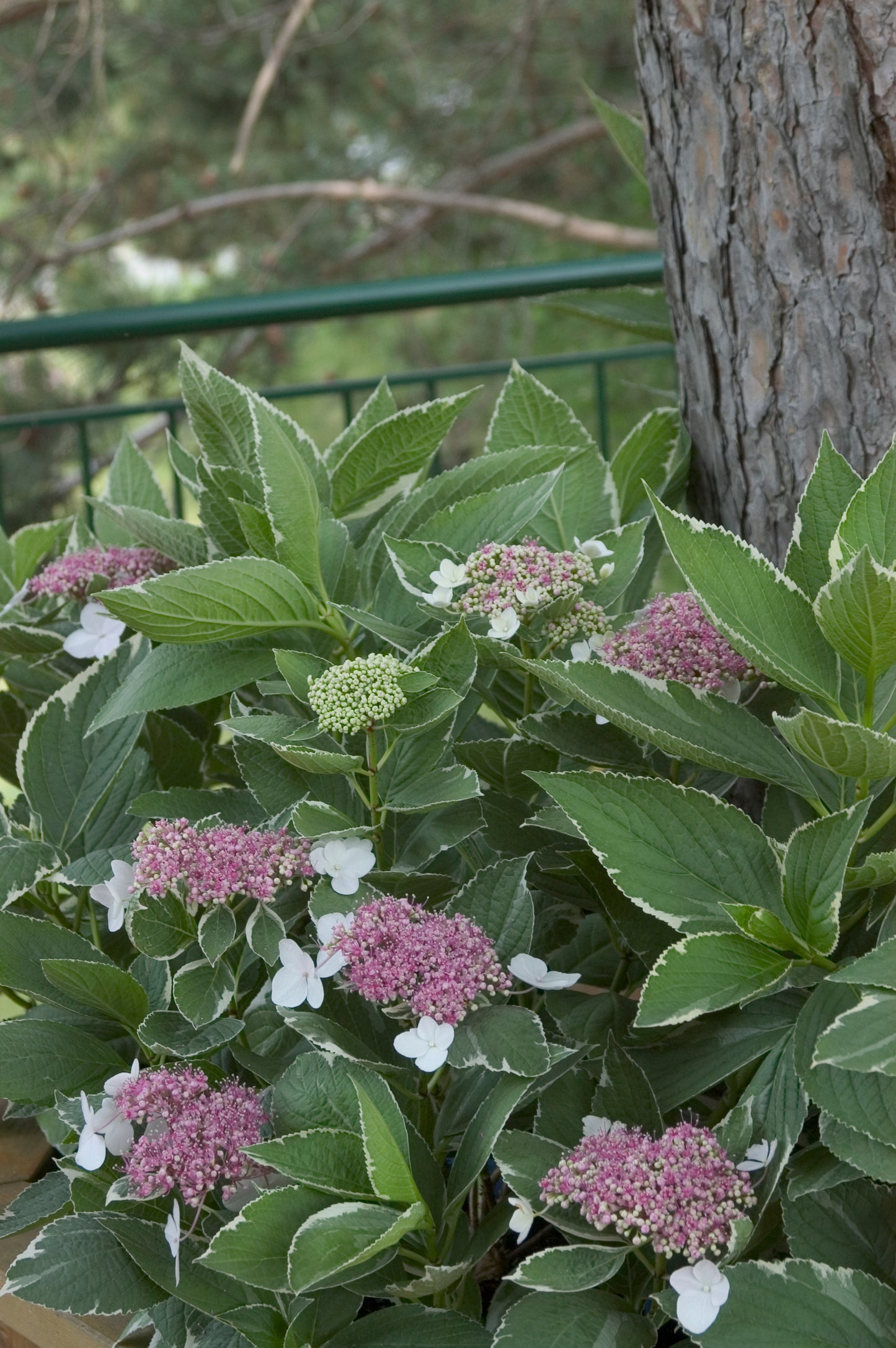 Full plant view of Light O Day Hydrangea outdoors