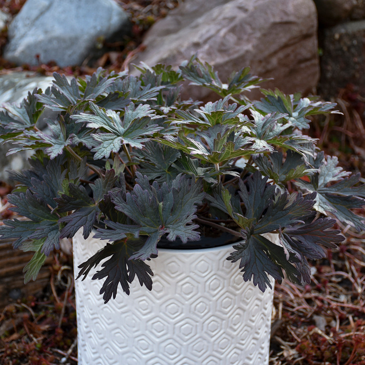Geranium pratense 'Boom Chocolatta'