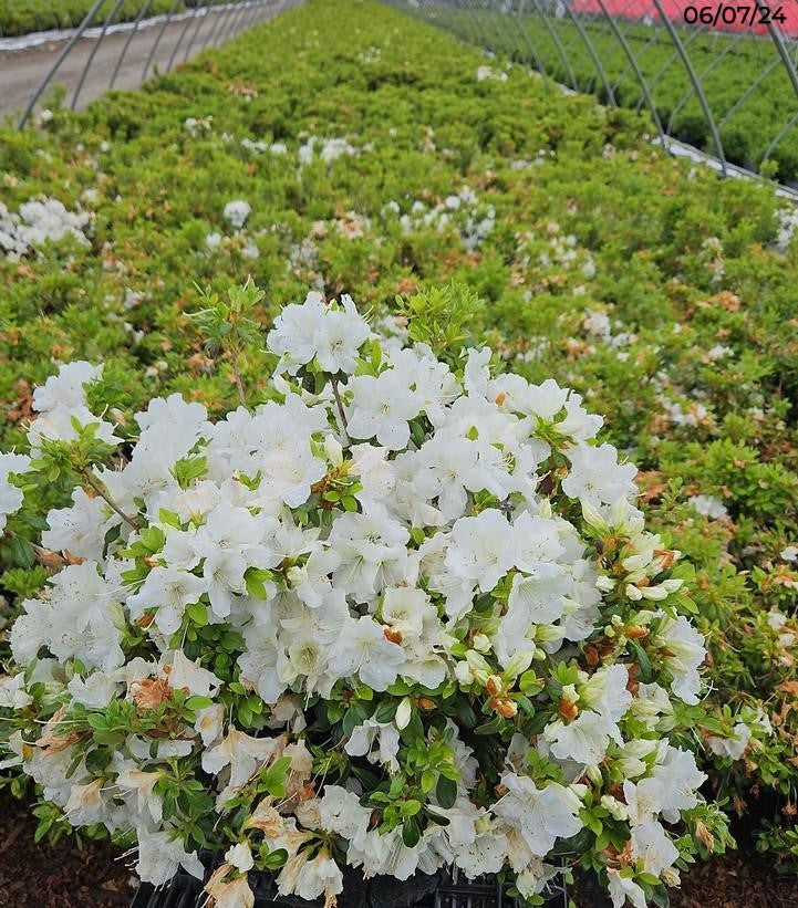 Girards Pleasant White Azalea flower petals in the nursery